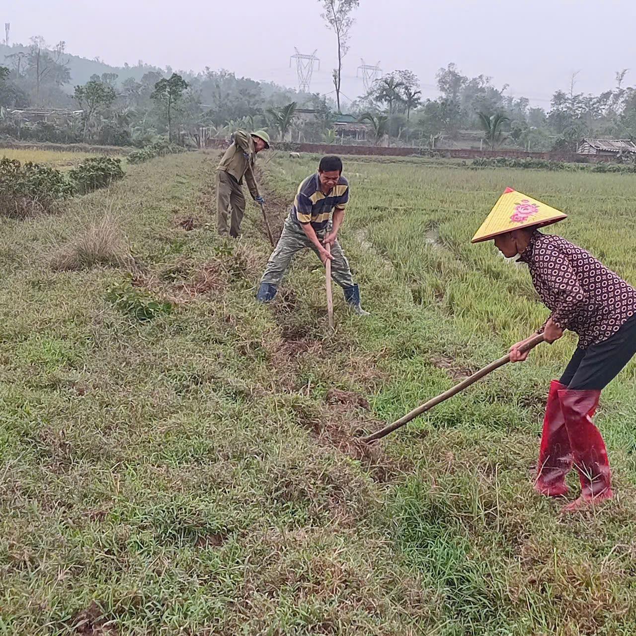 TUẦN CAO ĐIỂM SẴN SÀNG SẢN XUẤT VỤ XUÂN NĂM 2026 (08/12/2025 đến 15/12/2025)