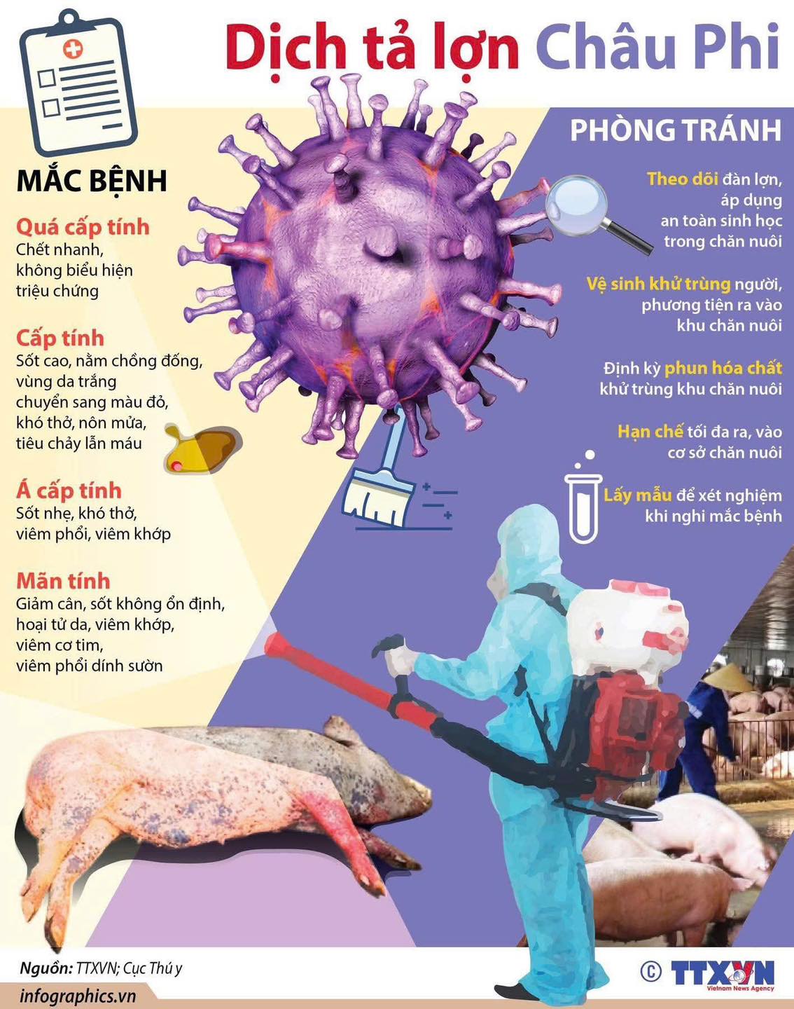 TRANG TRẠI LIÊN TỤC BỊ TÁI NHIỄM ASF – PHẢI LÀM SAO?