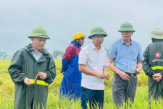 Xã Cẩm Duệ thăm đồng, đánh giá năng suất, sản lượng lúa vụ Xuân năm 2026