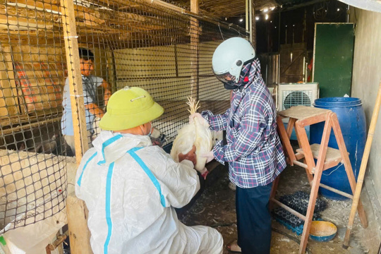 Phòng chống dịch gia cầm 