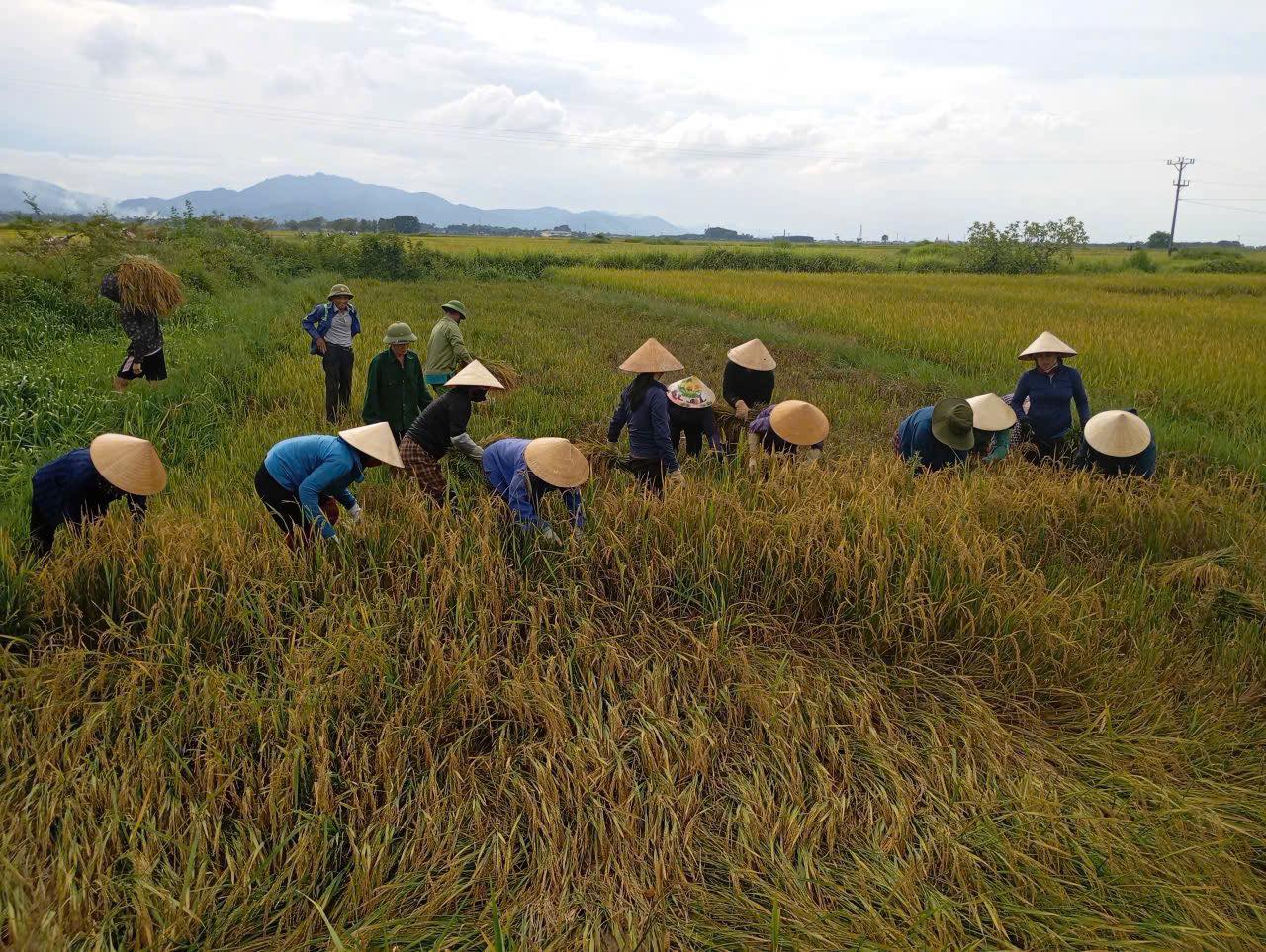 HỘI VIÊN NÔNG DÂN XÃ CẨM DUỆ GIÚP ĐỠ BÀ CON THU HOẠCH LÚA BỊ ĐỔ SAU BÃO SỐ 5